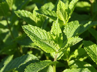 Zbliżenie na zielone pędy mięty © Kumulugma