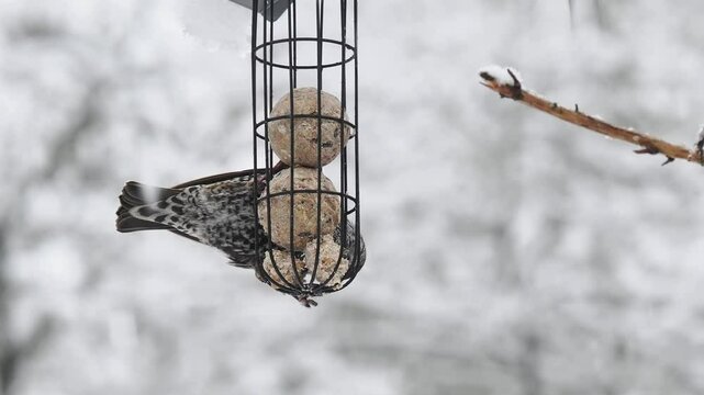 Star (Sturnus vulgaris)     