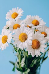 Fototapeta premium Bouquet of Fresh White Daisies with Yellow Centers Over Blue Background, Spring Floral Concept.