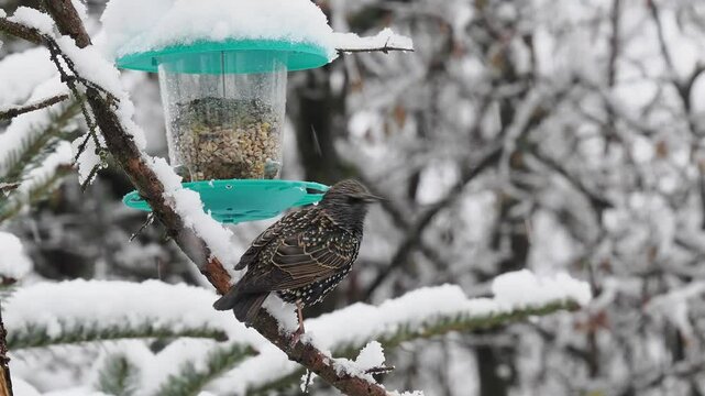 Star (Sturnus vulgaris)     