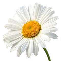 Fototapeta premium Close-up of a beautiful white daisy flower