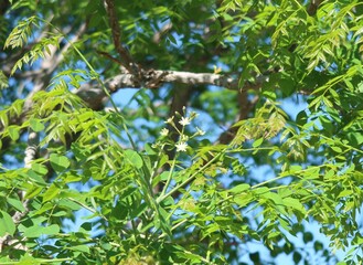Kentucky Coffeetree flowers and buds, Colorado