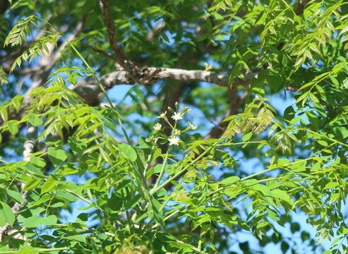 Kentucky Coffeetree flowers and buds, Colorado