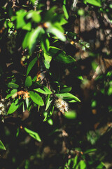 While the Melaleuca tree is considered an invasive species in some regions, it also has several beneficial uses. The oil extracted from its leaves has antimicrobial and antifungal properties and is us