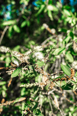 While the Melaleuca tree is considered an invasive species in some regions, it also has several beneficial uses. The oil extracted from its leaves has antimicrobial and antifungal properties and is us