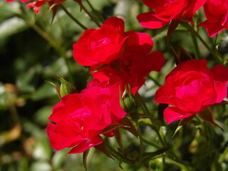 Zbliżenie na czerwone kwiaty drobnej róży © Kumulugma