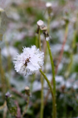 Snowfall in Summer: White Dandelions Under Snow
