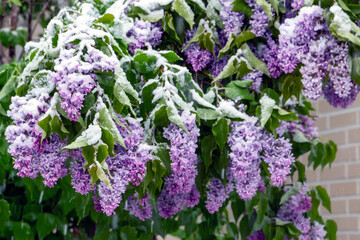 purple lilac under a snow