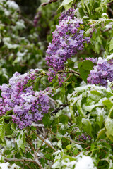 purple lilac under a snow