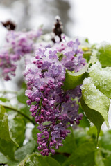 purple lilac under a snow