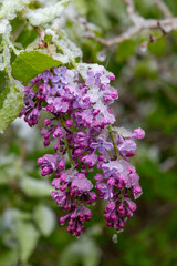 purple lilac under a snow