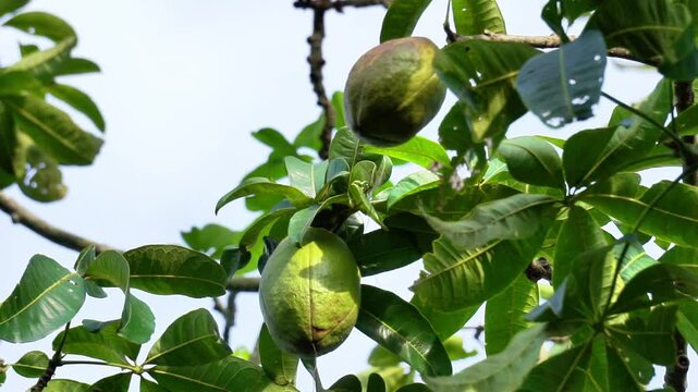 Pachira aquatica (Malabar chestnut, French peanut, Pumpo, Jelinjoche, Money tree, Money plant, serissa japonica). This tree is sold with braided trunks and is commonly grown as an ornamental plant.