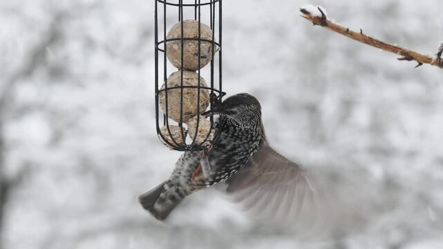 Star (Sturnus vulgaris)     