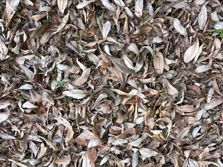 A pile of leaves on the ground