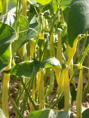 Zbliżenie na owoce fasolki szparagowej