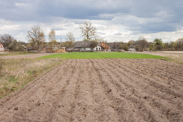 Picturesque rural landscape with potato field and an old wooden house beside it. Cloudy day