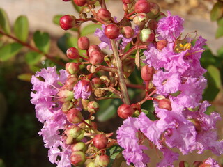 Zbliżenie na kwiat rośliny z gatunku Lagerstroemia © Kumulugma