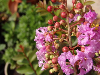 Zbliżenie na kwiat rośliny z gatunku Lagerstroemia © Kumulugma