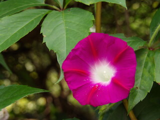 Zbliżenie na kwiat rośliny z gatunku wilec © Kumulugma