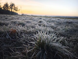 grass in winter, frost on grass