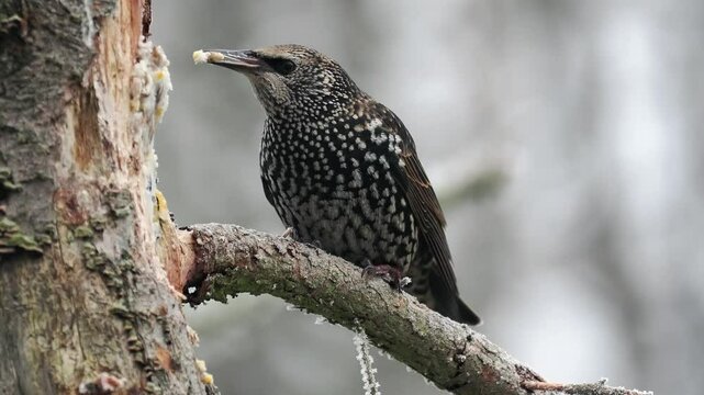 Star (Sturnus vulgaris)     