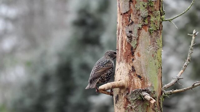 Star (Sturnus vulgaris)     