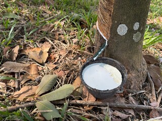 Harvesting rubber tapping on latex collection cup