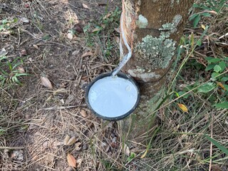Harvesting rubber tapping on latex collection cup