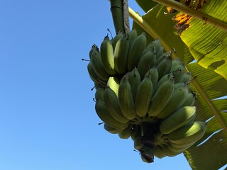 bunch of bananas
