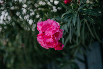 Close-Up of Vibrant Pink Oleander Flower