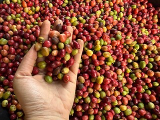 hand picker a fresh coffee cherry