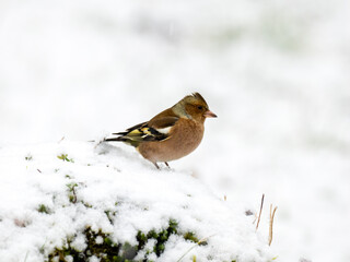 Buchfink (Fringilla coelebs)
