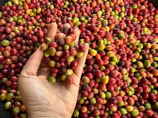 hand picker a fresh coffee cherry