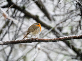 Rotkehlchen (Erithacus rubecula)