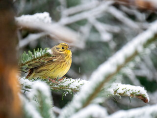 Goldammer (Emberiza citrinella)