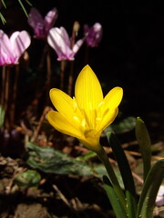 Zbliżenie na żółty kwiat rośliny z gatunku Sternbergia © Kumulugma