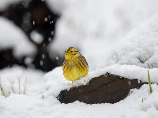 Goldammer (Emberiza citrinella)