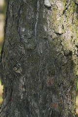 the bark of a pine tree is a close-up. background