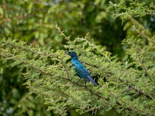 Rotschulter-Glanzstar (Lamprotornis nitens)