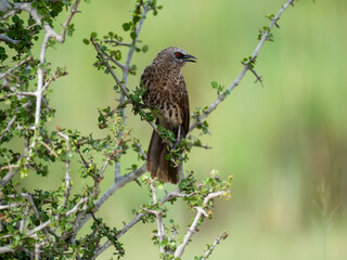 Weißbürzel-Drosselhäherling (Turdoides leucopygia), Braundrossling