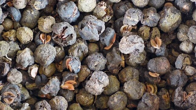 Dried Fruits of Sapindus Mukorossi as Indian Soapberry, Washnut, Ritha. Raw materials for making herbal medicines ready for sale.