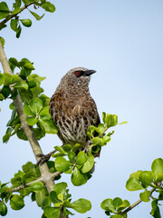 Weißbürzel-Drosselhäherling (Turdoides leucopygia), Braundrossling