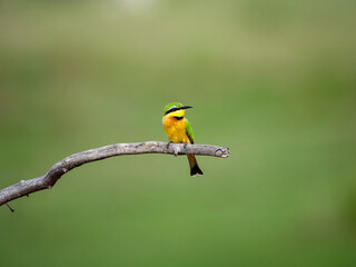 Zwergspint (Merops pusillus)