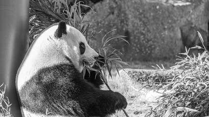 パンダ　動物園　モノクロ