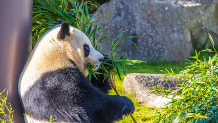 動物園のパンダ　和歌山