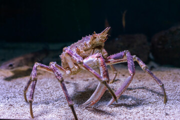 Granceola, Maja squinado, all'Acquario di Genova, Liguria, Italia