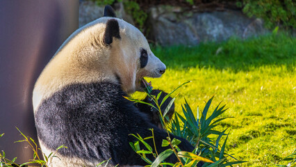 笹を食べるパンダ　動物園　和歌山