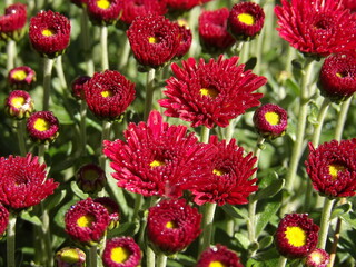 Zbliżenie na kwiaty czerwonej chryzantemy © Kumulugma