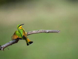 Zwergspint (Merops pusillus)