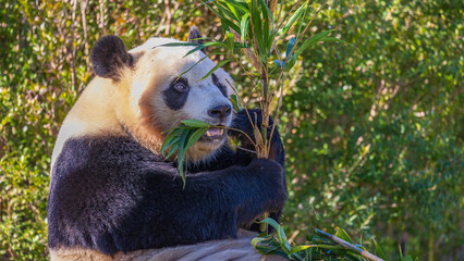 食事中のパンダ　可愛い動物